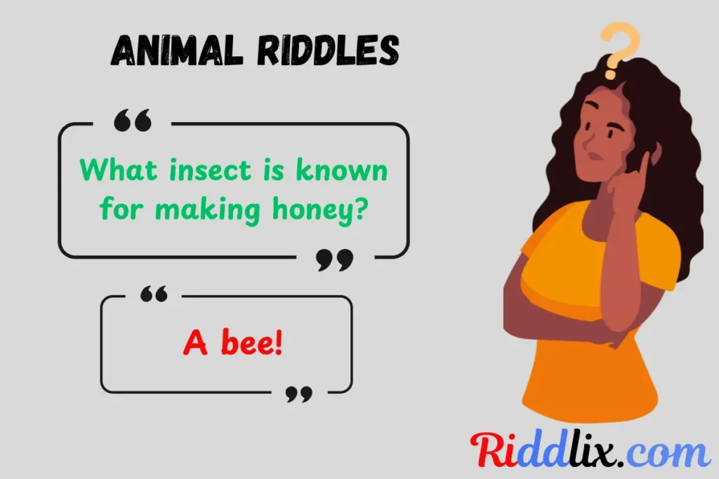Animal Riddles